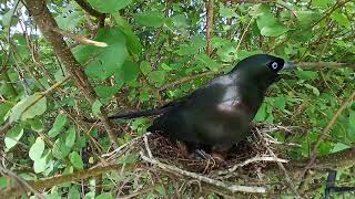 Rackettailed treepie bird Feed the baby in the nest well 9 [upl. by Eelahc]