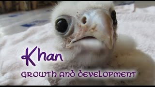 Khan the Saker Falcon  Growth And Development [upl. by Datnow281]