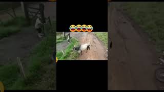 dog cat funny ox [upl. by Elita]