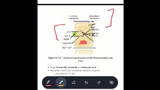 loop diuretics mechanism of action moa  MBBS  Pharmacology  in urdu  hindi [upl. by Analeh]