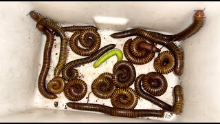 Discovery To Explore Red Giant Millipedes  and Worm Leaves  in the Village insects animals [upl. by Downing]