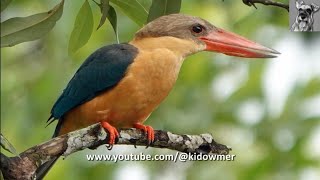 Bird Call STORKBILLED KINGFISHER Calling [upl. by Tlihcox]