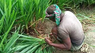 স্মার্ট নেপিয়ার ঘাস কেন চাষ করবেন  smart napier grass [upl. by Moritz]