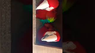 Green wing macaw parrot breeding progress🤗 [upl. by Swehttam444]