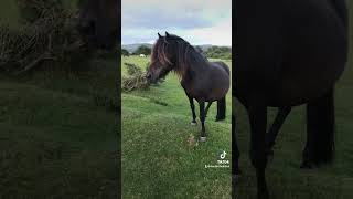 Only in Dartmoor 🐴 😅 [upl. by Marlen]