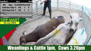 TIPPERARY TOWN MART 26 July 2024 Calves Cattle amp cows [upl. by Eanil]