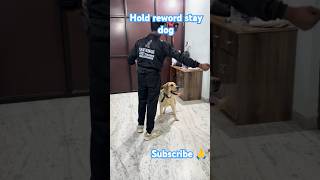 🐕Labrador🐕training hold reword command stay take it reword release dog shorts pets youtubeshorts [upl. by Rosalba]