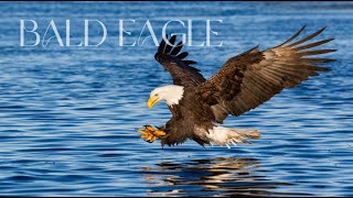 Bald Eagle 🦅 Rising to Success fullscreen full audio track version [upl. by Eneleoj112]