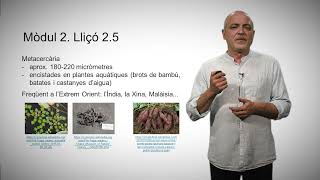 25 Trematodes digenis i Cestodes ciclofil·lidis [upl. by Alyek46]