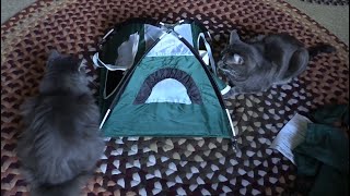 Cats Review Miniature Tent [upl. by Cordi]