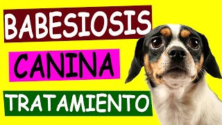 BABESIOSIS CANINA Causas y Tratamiento [upl. by Bainbridge965]