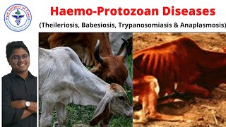 HemoProtozoan Diseases  Bovine Diseases  Lecture 01 [upl. by Anah857]