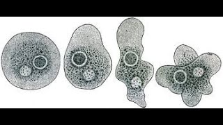 NUTRITION IN AMOEBACBSE 10 CLASS biology nutritionTypes of Heterotrophic Nutrition [upl. by Bigot]