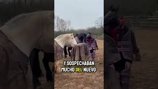 Se disfrazaron de caballo y los caballos sospechaban 😂😂 [upl. by Whalen]