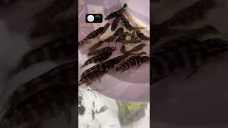 Cichlid Julidochromis Transcriptus Breeding aquariumfish shortvideo fishbreeding cichlids [upl. by Wharton]