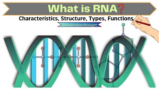 RNA Unfolded All about RNA Properties Structure Types amp Functions  Molecular Biology [upl. by Ettezel412]