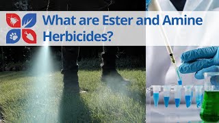 What are Ester and Amine Herbicides  DoMyOwncom [upl. by Guthrie]