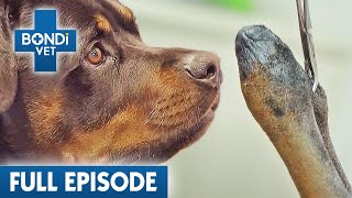 3 Legged Dog Gets Human Surgery 🦿  Bondi Vet Coast to Coast Season 3  Full Episodes [upl. by Saunder816]