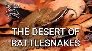 The Desert of Rattlesnakes  full nature documentary venomous rattlesnakes of Arizona [upl. by Franciskus]