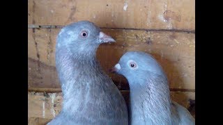 KASNI PIGEONS BREEDER PAIR [upl. by Siro]