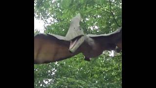 Pteranodons at World of Dinosaurs paradisewildlifepark pteranodon jurassicworld pterosaur [upl. by Lexerd312]