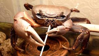 Crab vs Toothpick [upl. by Eelarol361]