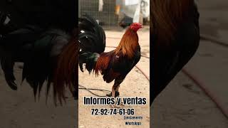 Criadero de gallos finos El Espartano 🏆rooster corridos gallofino rooster [upl. by Aubarta]