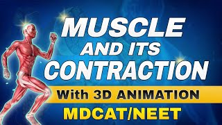 MUSCLE AND ITS CONTRACTION with 3D ANIMATION Best Lecture for MDCAT 2025 [upl. by Elvie]