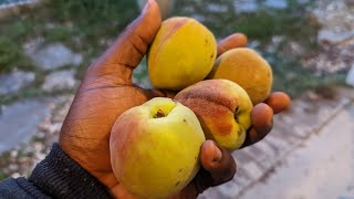 Another Contender Peach Taste Test Early July 2022 [upl. by Va]