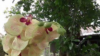 Such Beautiful Orchids At Beth And Philips House [upl. by Osanna]