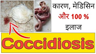 Coccidiosis in poultry  Coccidiosis amp Its Treatment  Sonali murgi palan  Murgi palan  375 [upl. by Oeram]