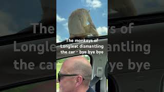 Monkeys Gone Wild at Longleat Safari Park Car Trouble in the Monkey Enclosure 🐒🚗 [upl. by Hite]