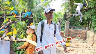 500 Pair Bird Breeding Farm Setup Part 2  Natural Care Treatment For Birds Breeding [upl. by Watt]