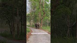 No entry without permission 🔥 Permission only 4 Subscribers 😀 mamalakandam wildlife wlidelephant [upl. by Anaitak816]