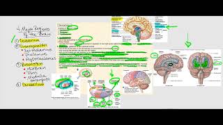 Lecture Video 12 The Brain [upl. by Doreen]