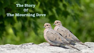 Mourning Doves Habits  Mating Eating Nesting amp Lifespan  2023 mourningdove [upl. by Franny]