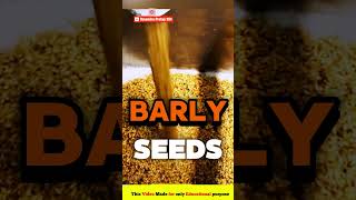 Healthy Grass Barley seeds shorts ytshort Devendrapratap [upl. by Huesman]