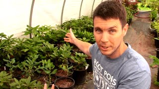 Potting up Rooted Cuttings of Rhododendrons in the Hoop House Part 2 Propagation Results [upl. by Enidan]