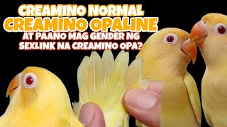 Creamino Normal Creamino Opaline at Paano mag Gender ng Sexlink na Creamino Opa 🐦🔥 [upl. by Marb425]