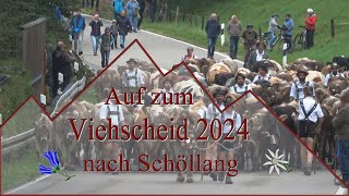 Viehscheid 2024 Schöllang [upl. by Menken]