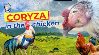 Coryza in chickens  DrVet Global [upl. by Arhat]