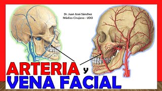 🥇 ARTERIA Y VENA FACIAL Anatomía  ¡Explicación Sencilla [upl. by Jaddan891]