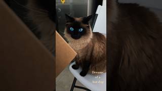 Boop or pass Cardboard Cube catvideos cat cutecat catlover cuteanimal funnycats cute animal [upl. by Warde551]