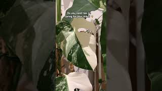 Monstera Albo Care Tips ⬇️ In the comments mychannel plants [upl. by Kcirdehs722]