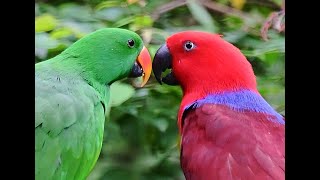 Colourful Hong Kong parrots [upl. by Cohdwell905]