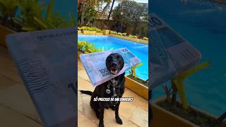 O cachorro 🐕 precisa de dinheiro 💰 comedia explore memes humor shorts [upl. by Ermeena223]