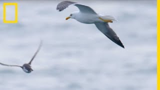 Ces goélands partent à lattaque de petits guillemots [upl. by Sul]