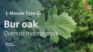 1Minute Tree ID  Bur oak Quercus macrocarpa [upl. by Selrac925]