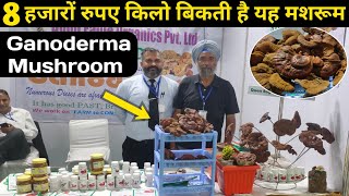 8 हजार रुपए किलो बिकती है यह मशरूम  Ganoderma Mushroom  Ganoderma Medicinal Mushroom Farming [upl. by Dogs207]