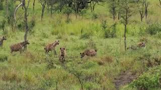 Spotted Hyaena  Magashi Camp  Akagera  Rwanda [upl. by Susejedesoj444]